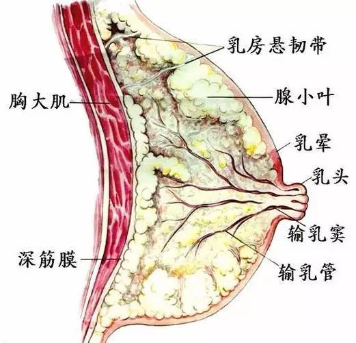 乳腺增生怎么穿搭_乳腺增生怎么治疗