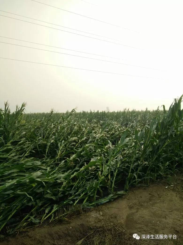 狂风暴雨袭击深泽玉米倒地不起到底扶不扶