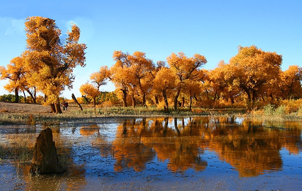 八道桥胡杨林景区 