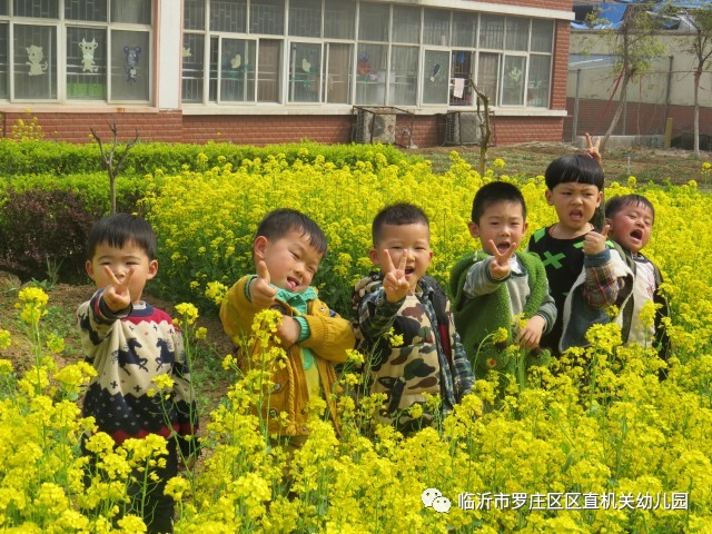 幼儿园的油菜花园