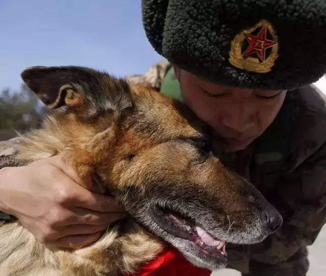 (图片来源:中国军网 而犬的寿命只有10到15年左右,那么军犬退役了