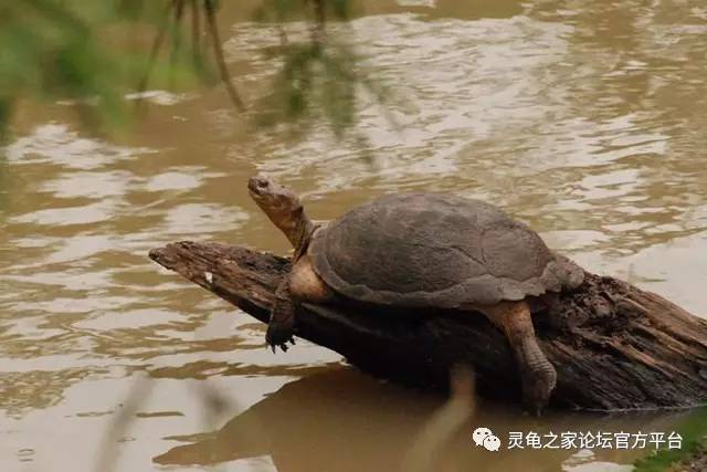 来自非洲的 锯齿侧颈龟 棱背侧颈龟