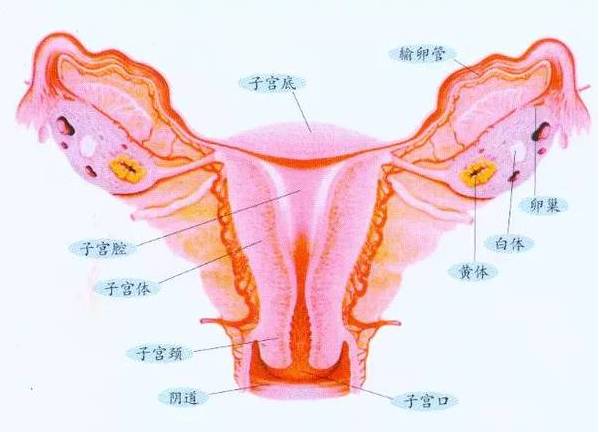 子宫前壁肌层厚度与早产的关联性研究