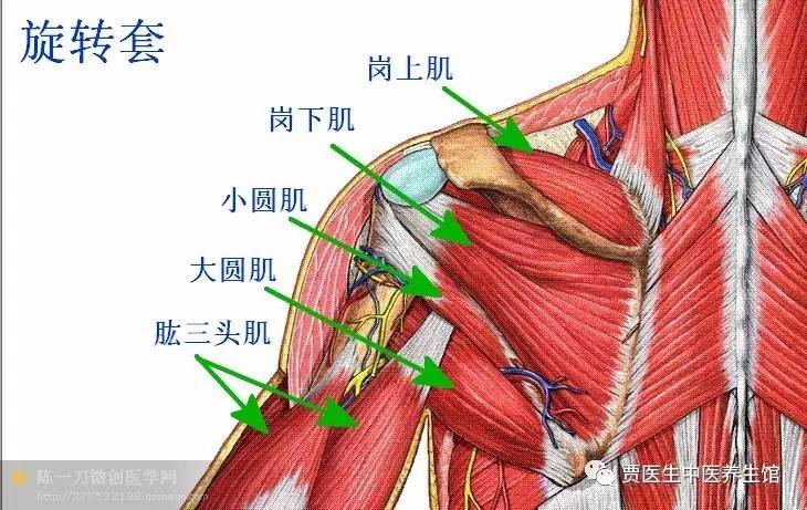 9,冈上窝:冈上肌损伤或肌腱炎,肩袖损伤时,此处多有压痛.
