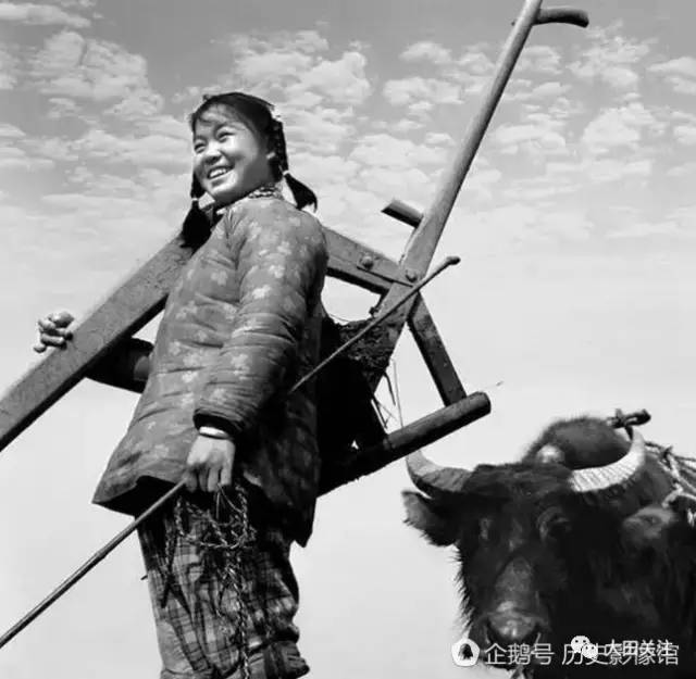 图为背着犁,还牵着牛的女知青,要开始干活了,当时工业还不够发达.
