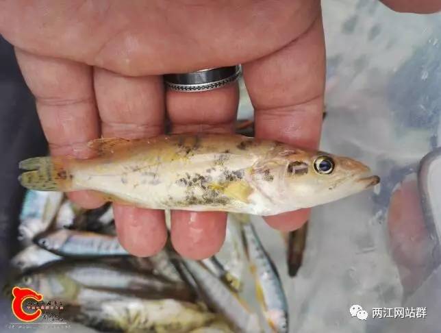 斑鳜波纹鳜暗鳜长体鱲高屏鱲某花鳅重唇鱼金臀鱊晚上还在野采,等回来