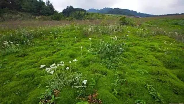 地处乌江北源六冲河上游,山顶上的沼泽湿地是乌