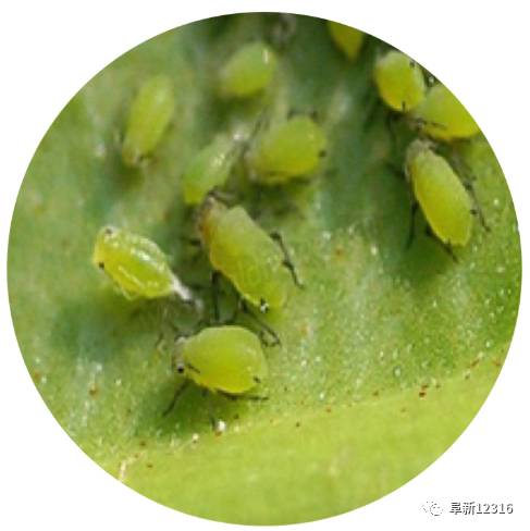 头条玉米没种花生是宝防虫病害趁早