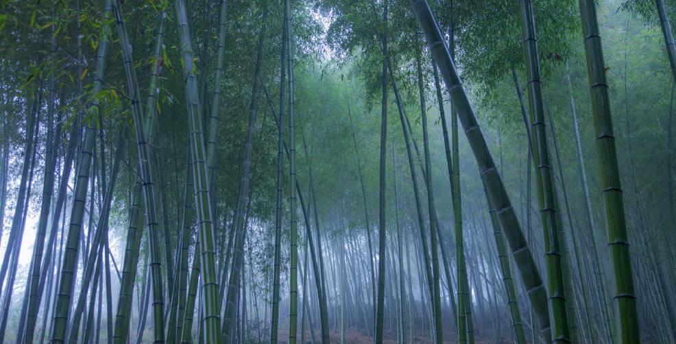 山间隐匿的竹林梦虽未落成,但帮他们越过了山丘