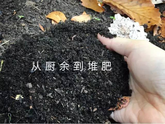 经过短短几个月,这些厨余垃圾就会变成上好的肥料,供给社区花园种菜用