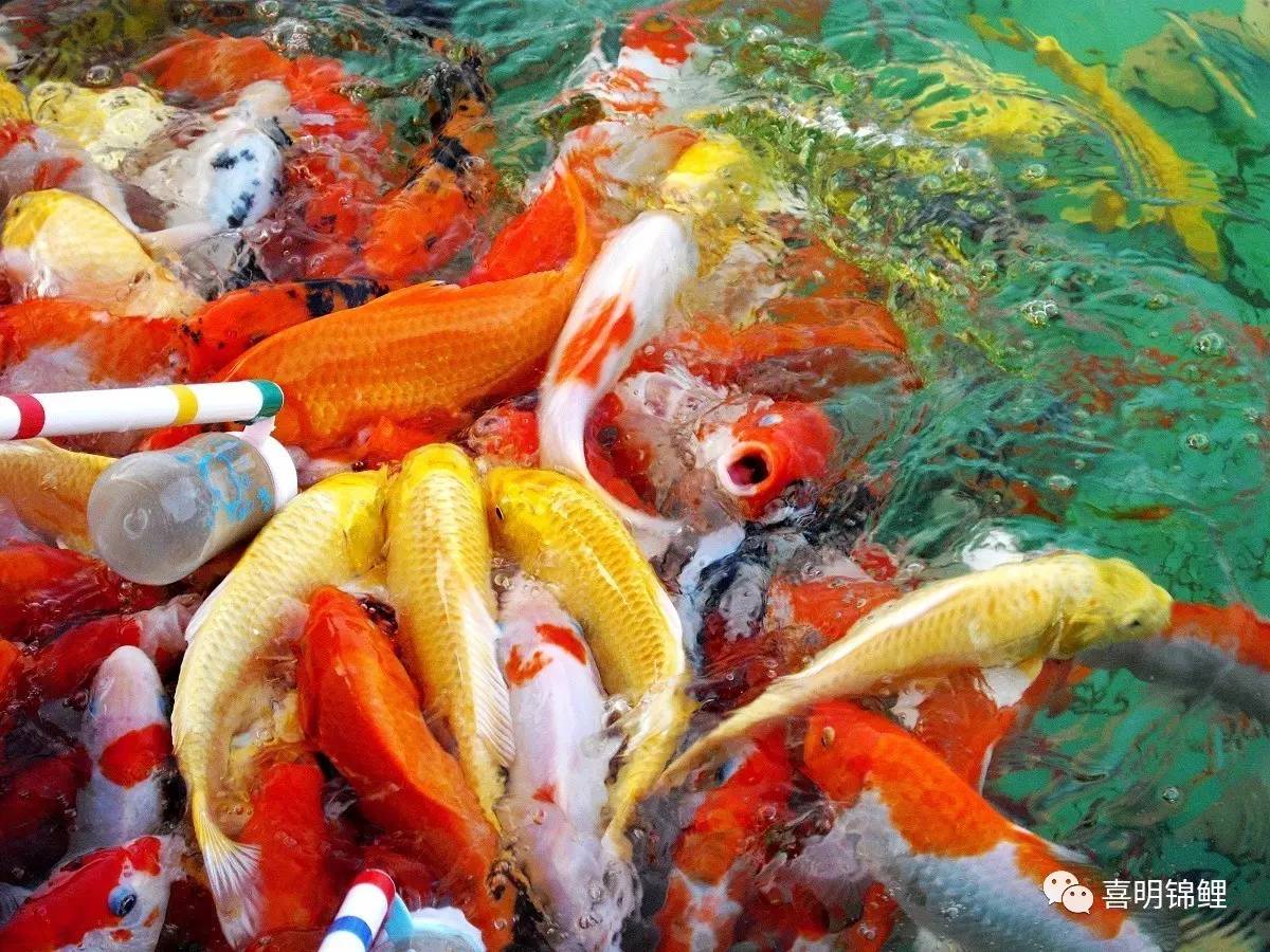 白色鲜奶鱼 库存照片. 图片 包括有 食物, 敌意, 海鲜, 爬行动物, 空白, 水族馆, 膳食, 礁石 - 241767574