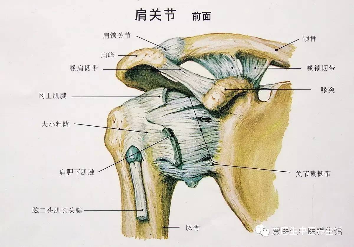 图58 肩关节-人体解剖组织学-医学