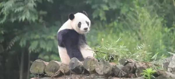 【有趣】网红大熊猫贝贝热到怀疑人生,把大家都笑哭了!