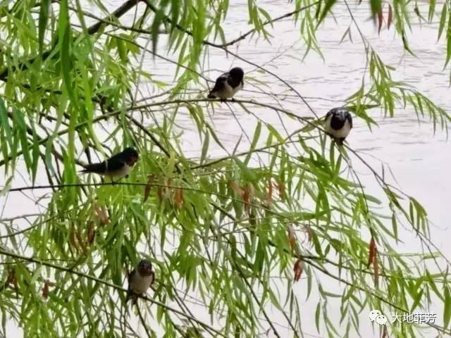 雨中飞燕