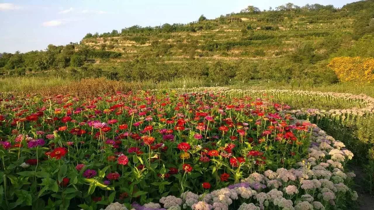 原来我们西和也有这么漂亮的花海