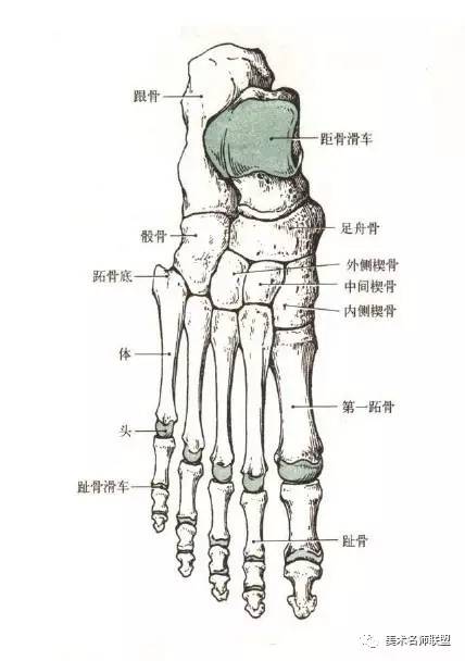 跖骨 有5块,由内向外依次为第一,二,三,四,五跖骨.