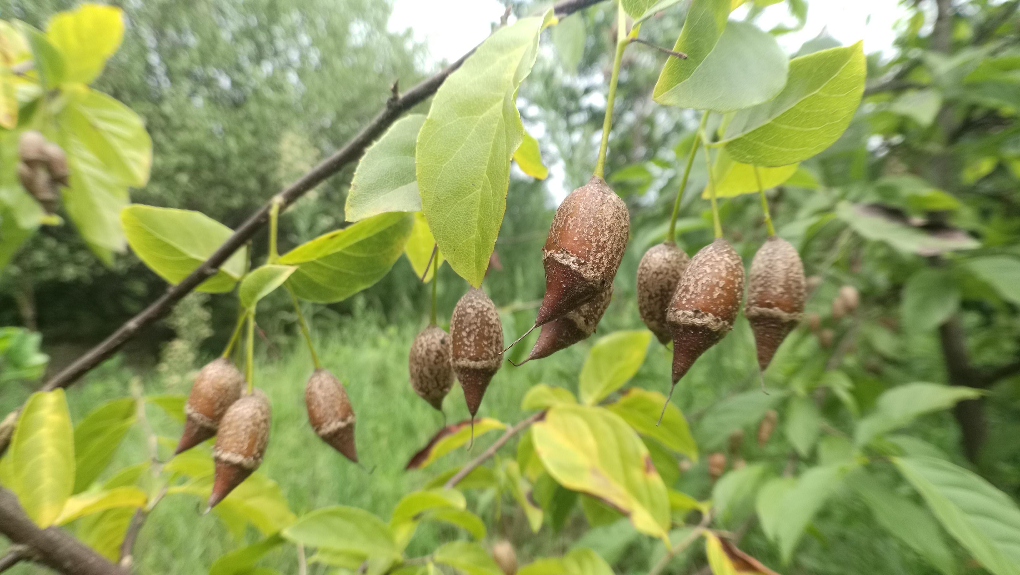 秤锤树又称秤砣树