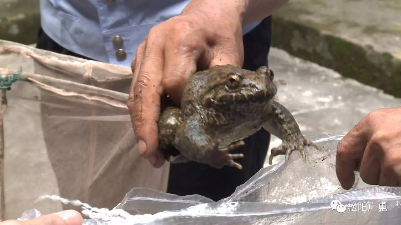 松阳两男子涉嫌非法猎捕野生石蛙被立案调查