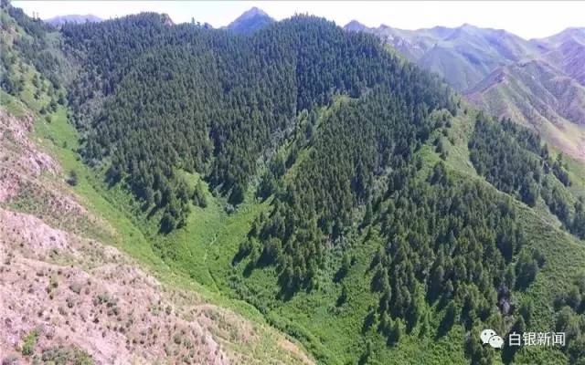 坚守金山十多年时间家在靖远哈思山自然保护区的石羊已经有1000多只了