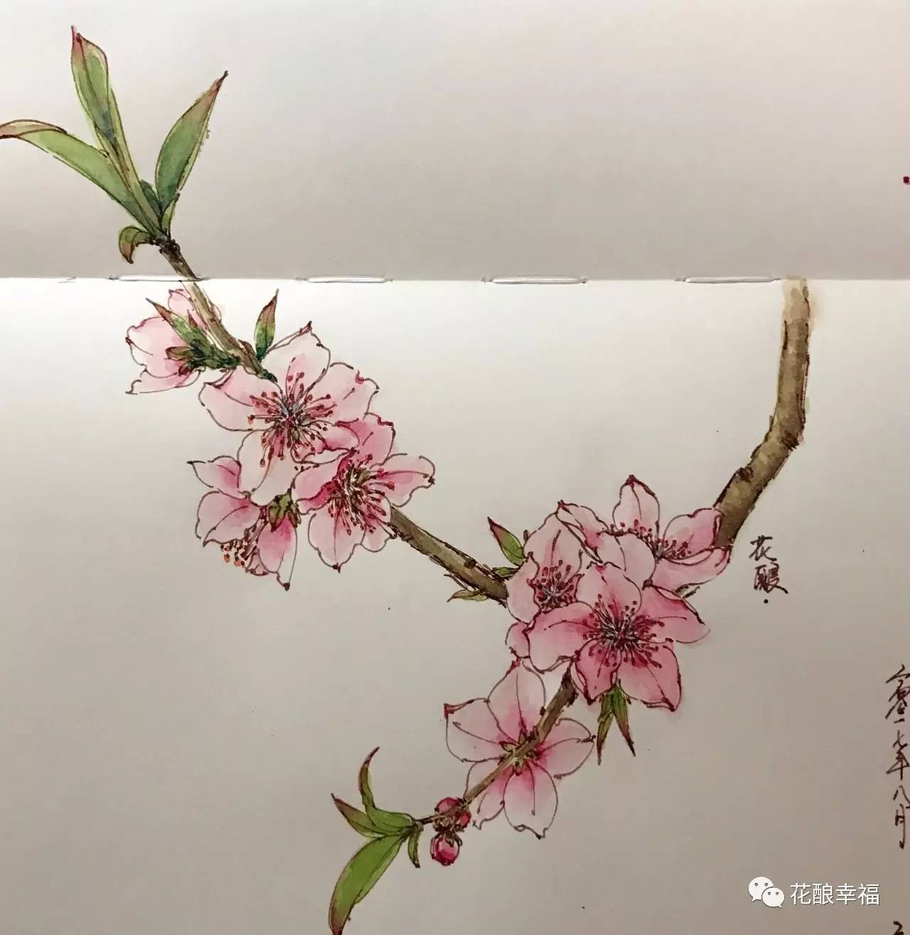 一起来画画 视频教程—桃花小品