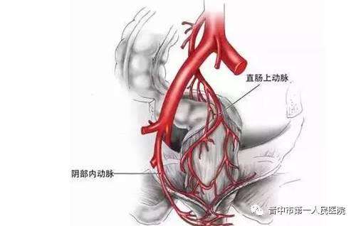 解剖图像显示,通过栓塞直肠上动脉达到治疗痔疮的目的是绝对可行的.