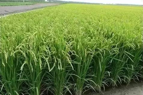八月中旬水稻管理要点