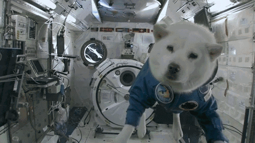 图中的小狗狗可以漂浮在宇宙飞船中,主要是因为 它 不受重力的影响.
