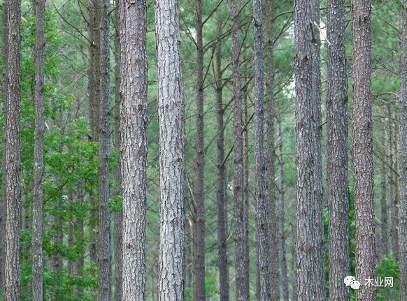 国内的松树加工厂仍在增加库存水平,而市场上松木销售是打折销售.