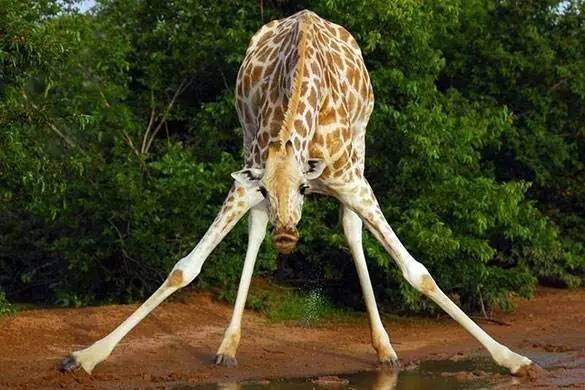 或者哪个神经大条的想挑战一下长颈鹿的极限,四肢巨大如海碗的蹄子,无