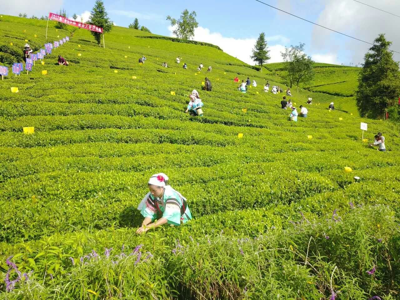 正山堂茶业|普安红茶|贵州茶叶公司就找正山堂普安红茶业公司