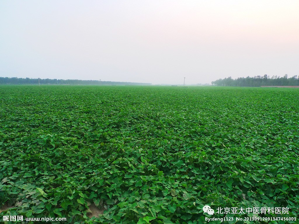 1000亩红薯种植基地项目可行性研究报告