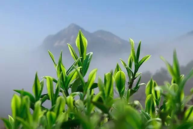 天方富硒茶园茶芽茁壮生长