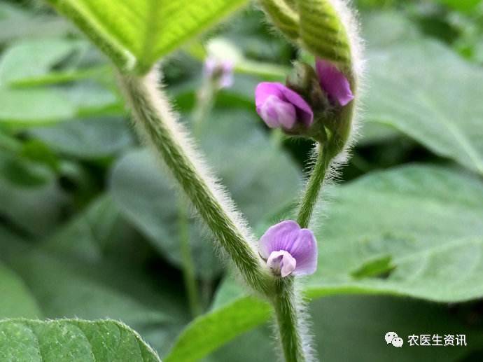 健壮,防旺,增花,增荚 开花期高产长相:开花期封垄,结荚期透光