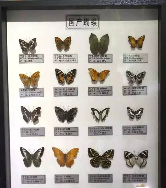 【活动】看"美到炸裂"的昆虫展,做独一无二的蝴蝶