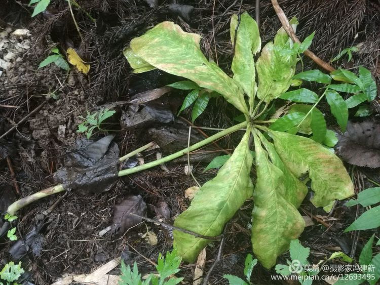 探秘苏马荡寻找原住民原始森林珍稀药材野菌省界