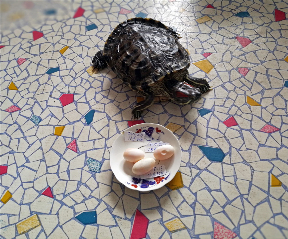 吉林一只"单身"巴西龟下蛋了!这蛋能吃吗?