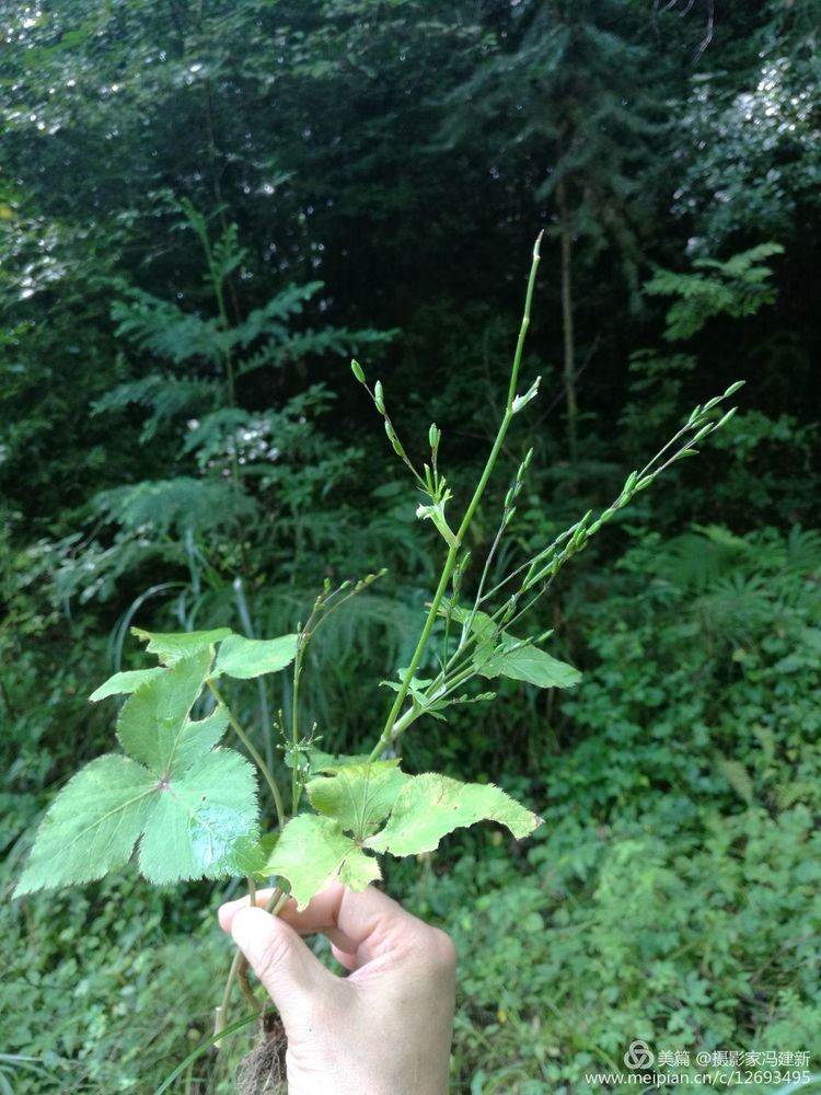 中药地疱.中药兰星,这是一种稀有的麻醉药哟.美吧?