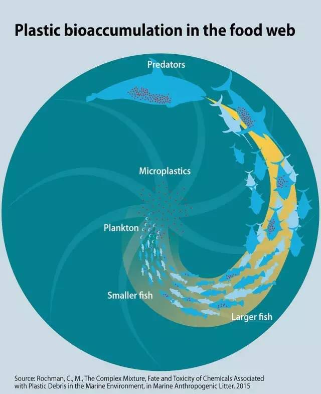 不仅海洋生物受到了影响,人类最终也会 海洋垃圾造不仅会对海洋生物