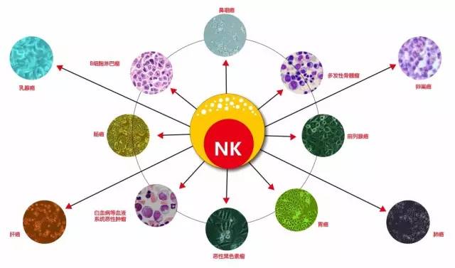 肝移植术后肝癌复发及预后预测分子标志物的研究