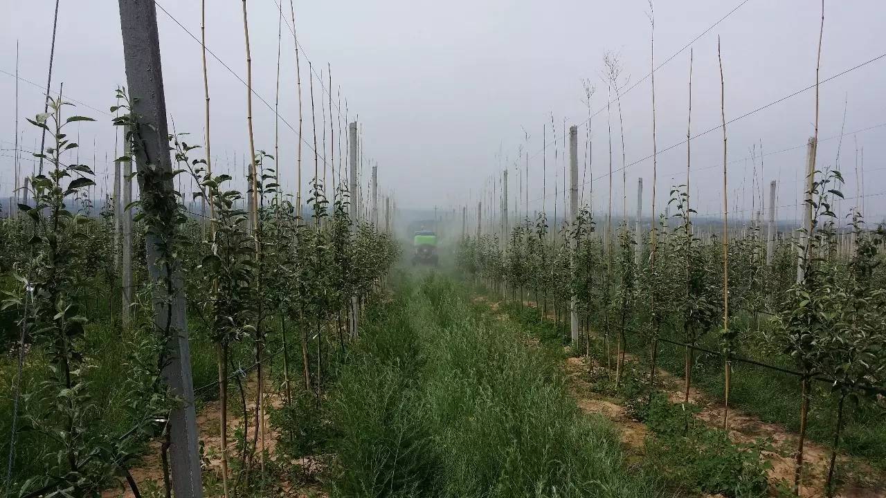 案例大揭秘矮砧密植凭啥这么受关注