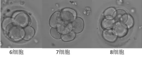 胚胎评分那些事