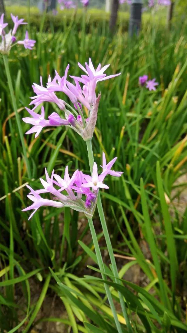 【识花】韭菜花