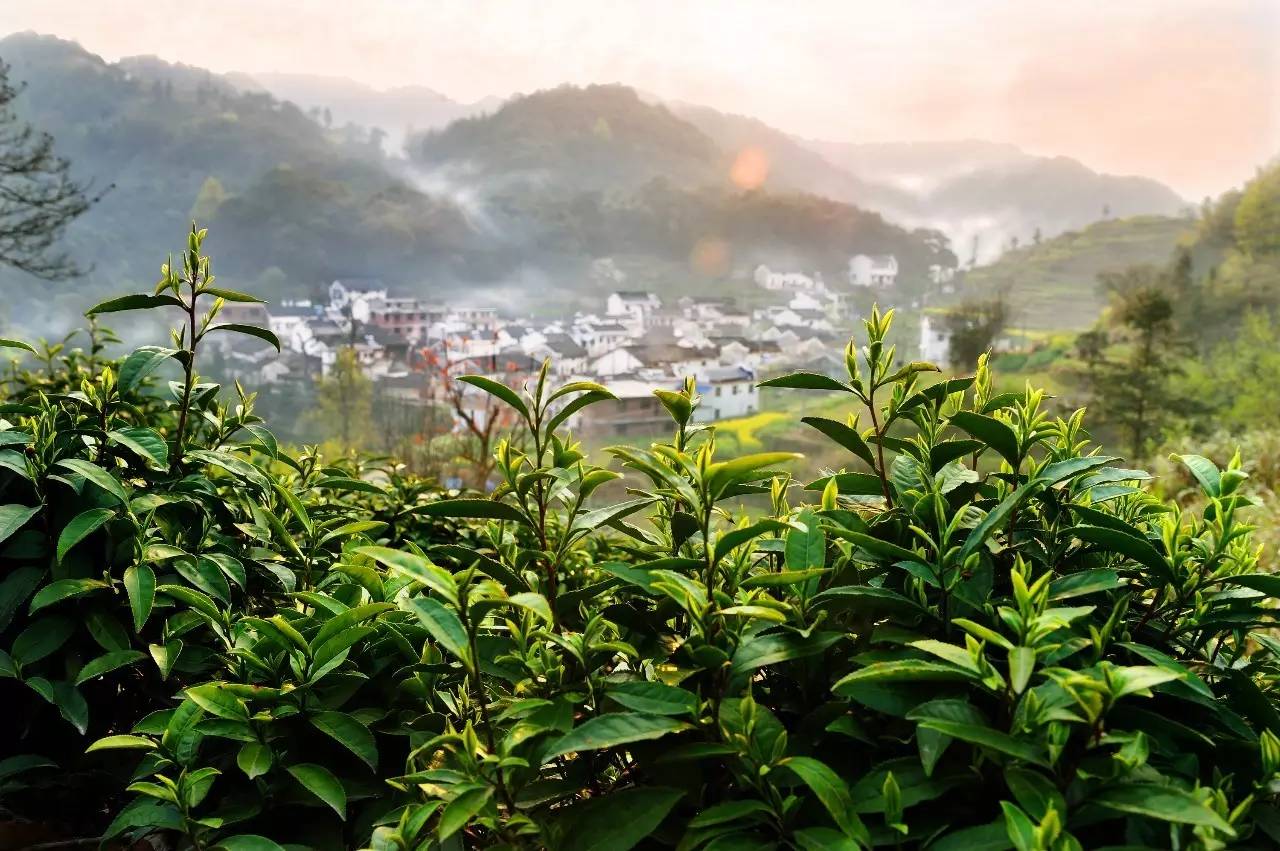 最美茶园参评丨请投天方大山富硒茶园一票