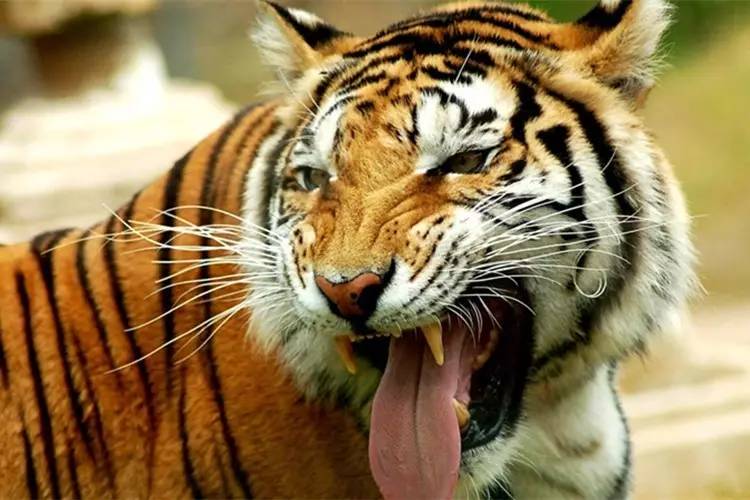 形容老虎的成语是什么_魂啥不舍是什么成语