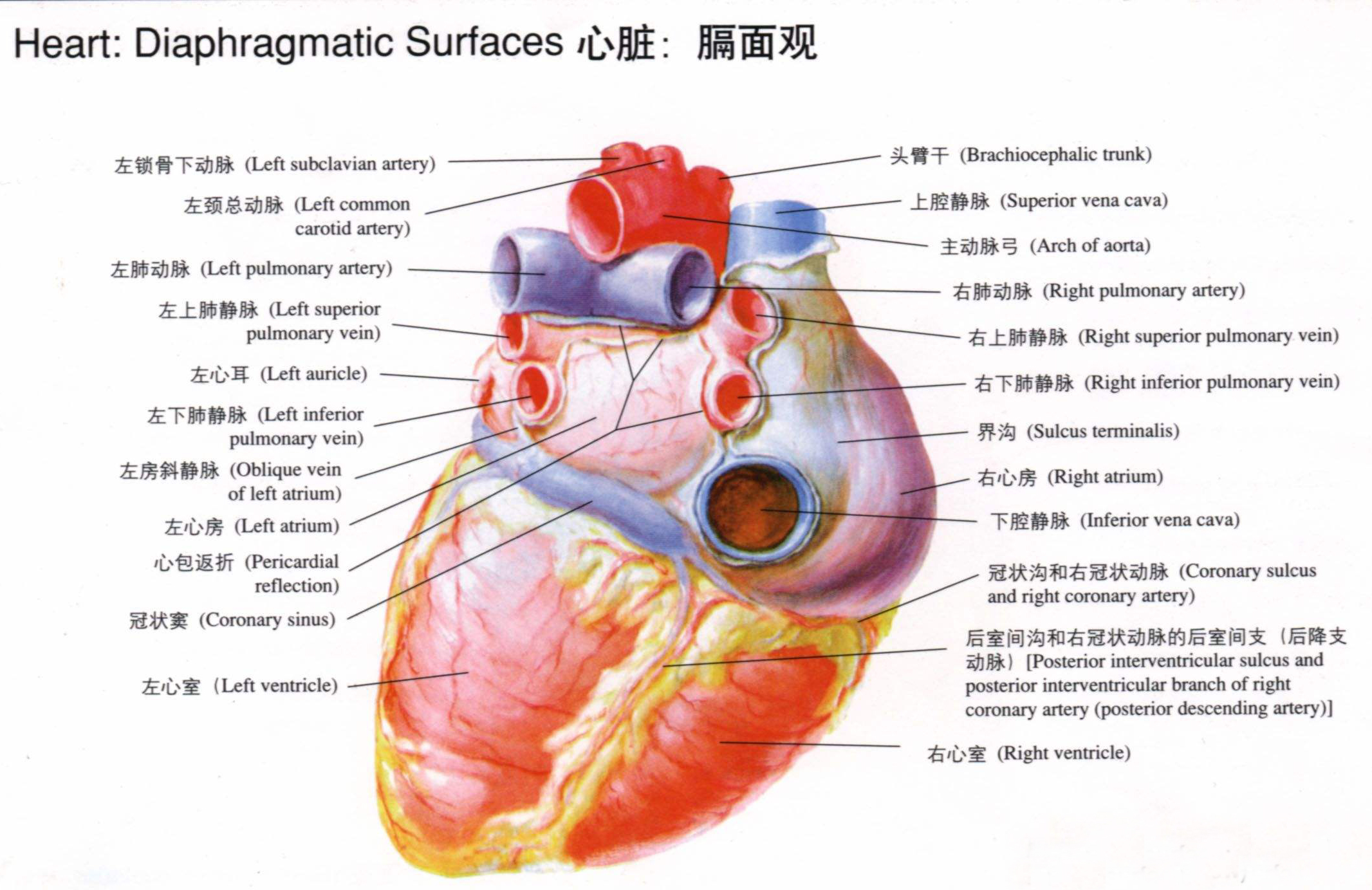 心脏的解剖结构手绘图