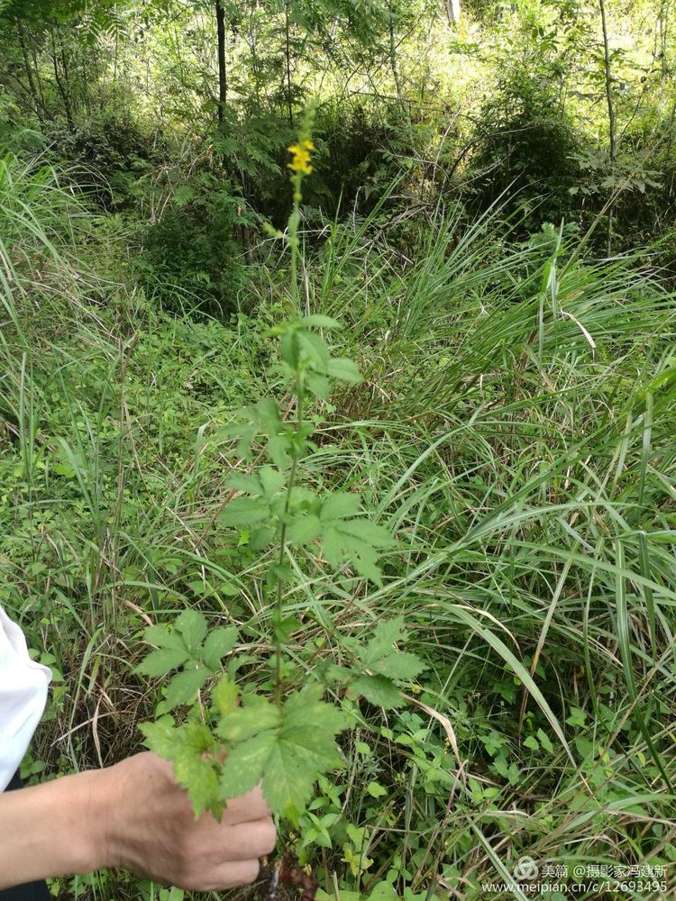 我们踏着露水草(一种草名)向林中走去,杨正龙如数家珍地边走边给我们