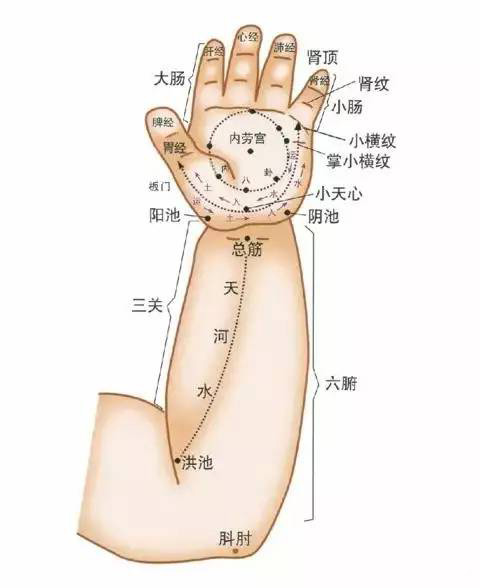 手掌及上肢屈面