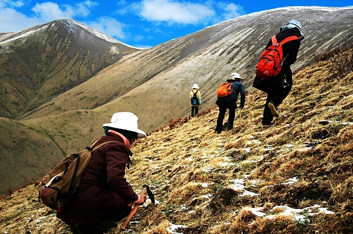 其次,挖冬虫夏草是要凭运气的,就算是有经验的藏民上山,一天下来,好的