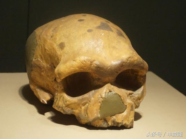 大荔县段家乡出土旧石器时代(距今约20万年)1,大荔人头骨及石器(复制