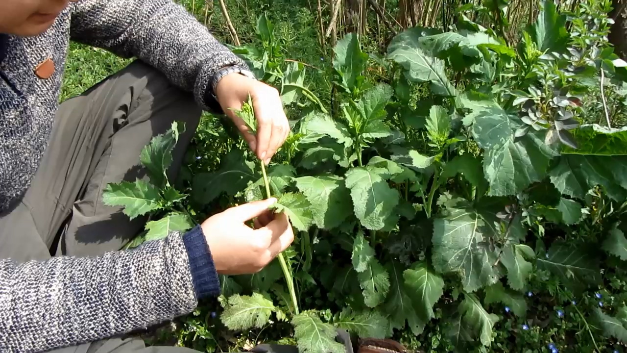 野腊菜长的就是图上这个样子,这堆我是在路边发现的,茎秆有点像油菜苔